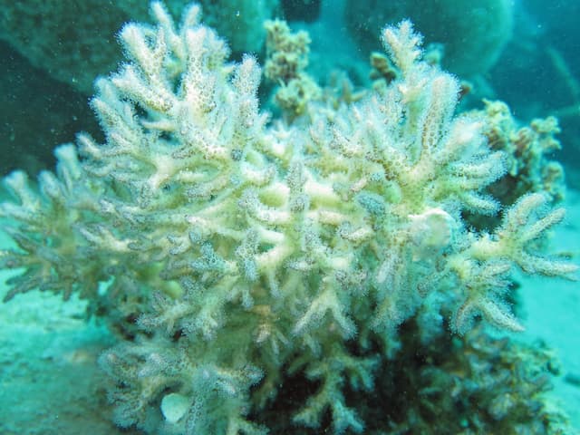 Birdsnest Coral
