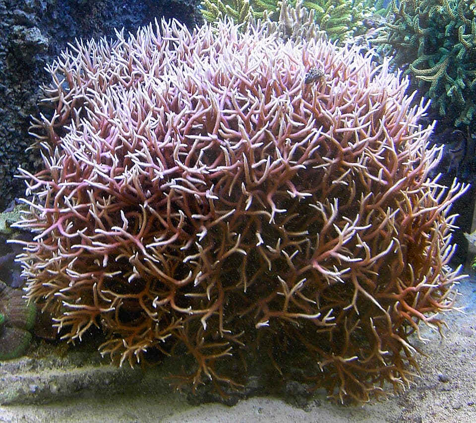 Birdsnest Coral