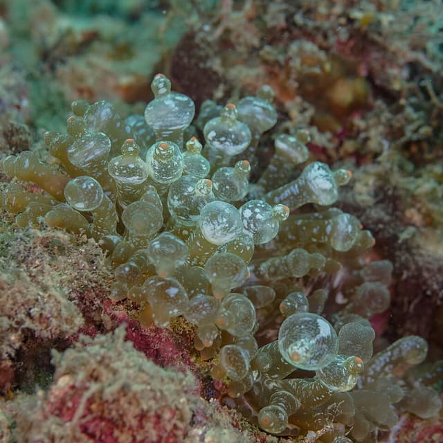 Bubble Tip Anemone