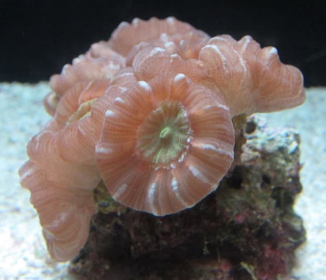 Candy Cane Coral