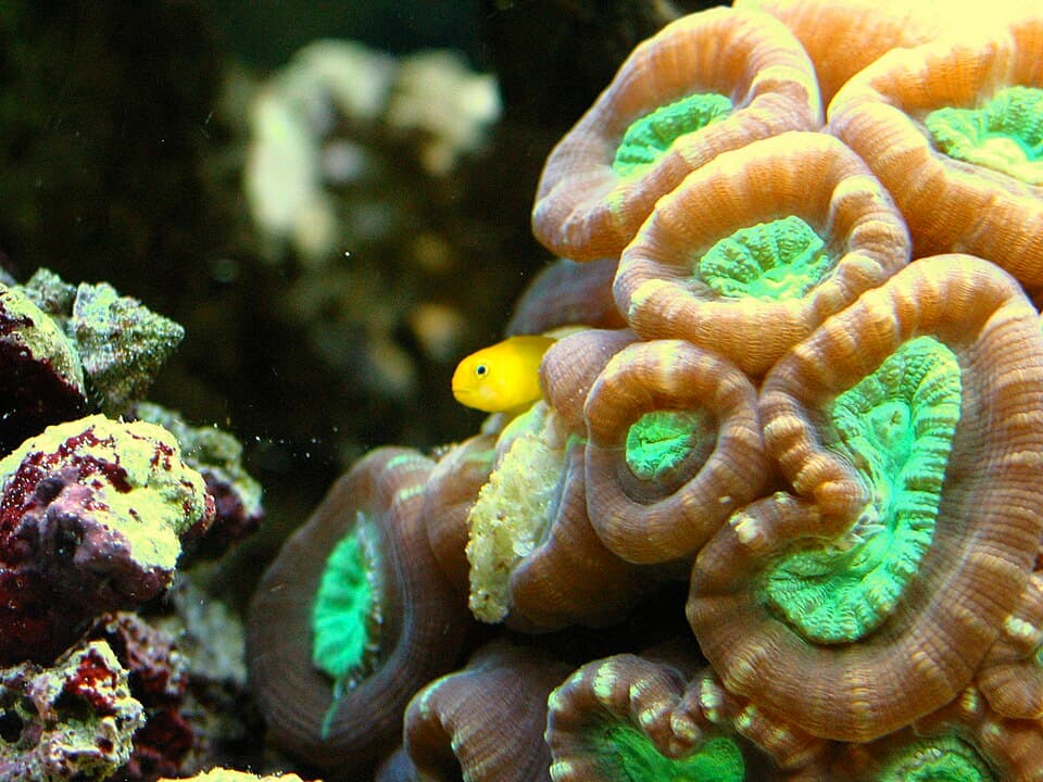 Candy Cane Coral