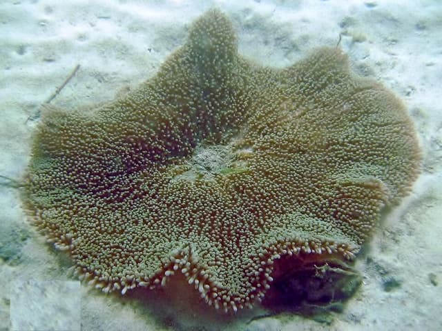 Carpet Anemone