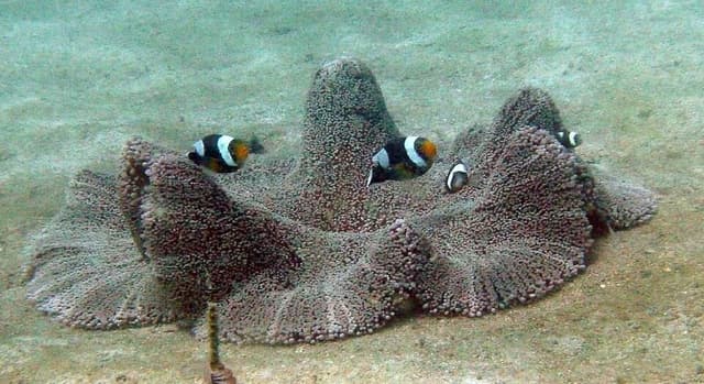 Carpet Anemone