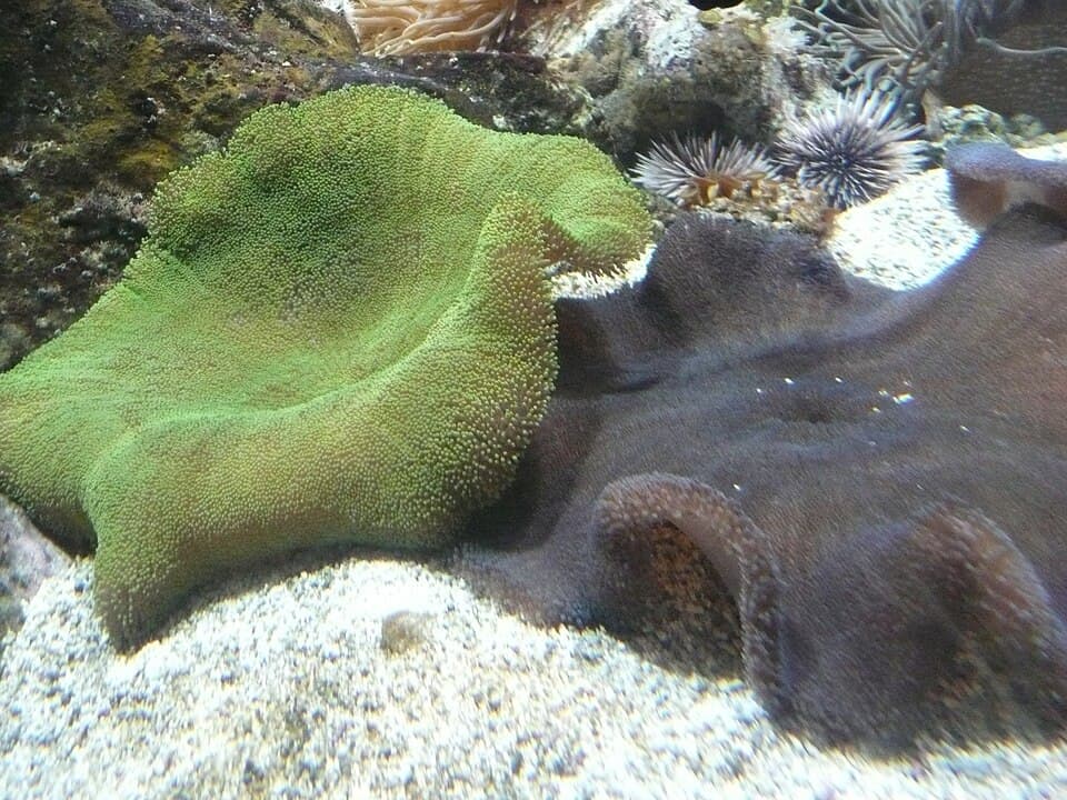 Carpet Anemone