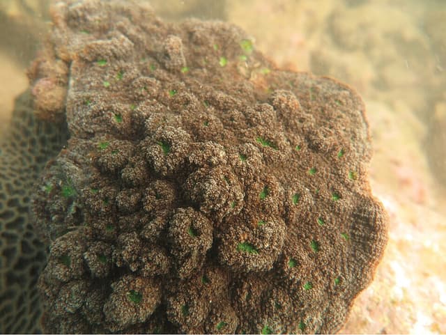 Chalice Coral