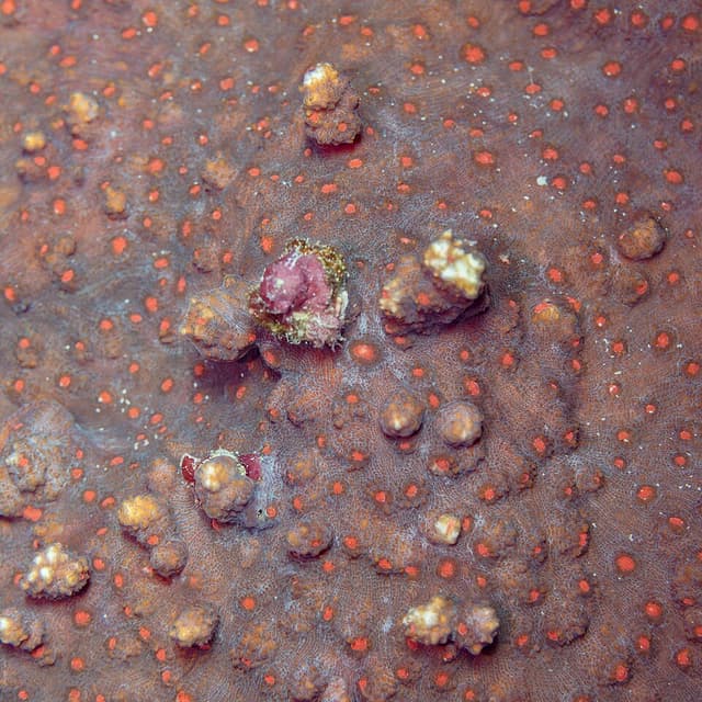 Chalice Coral