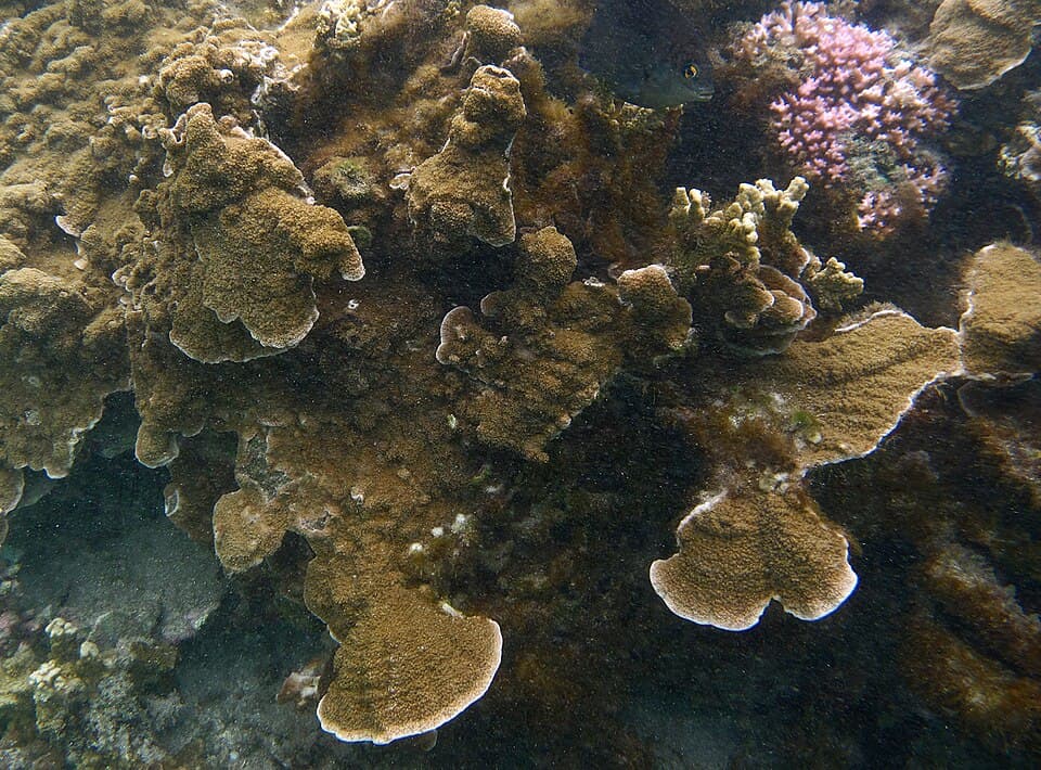 Chalice Coral