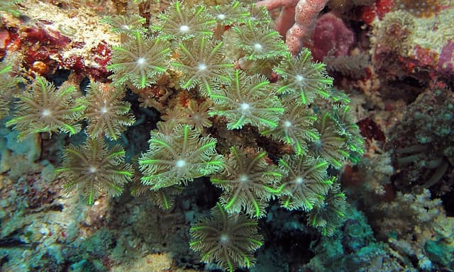 Clove Polyps