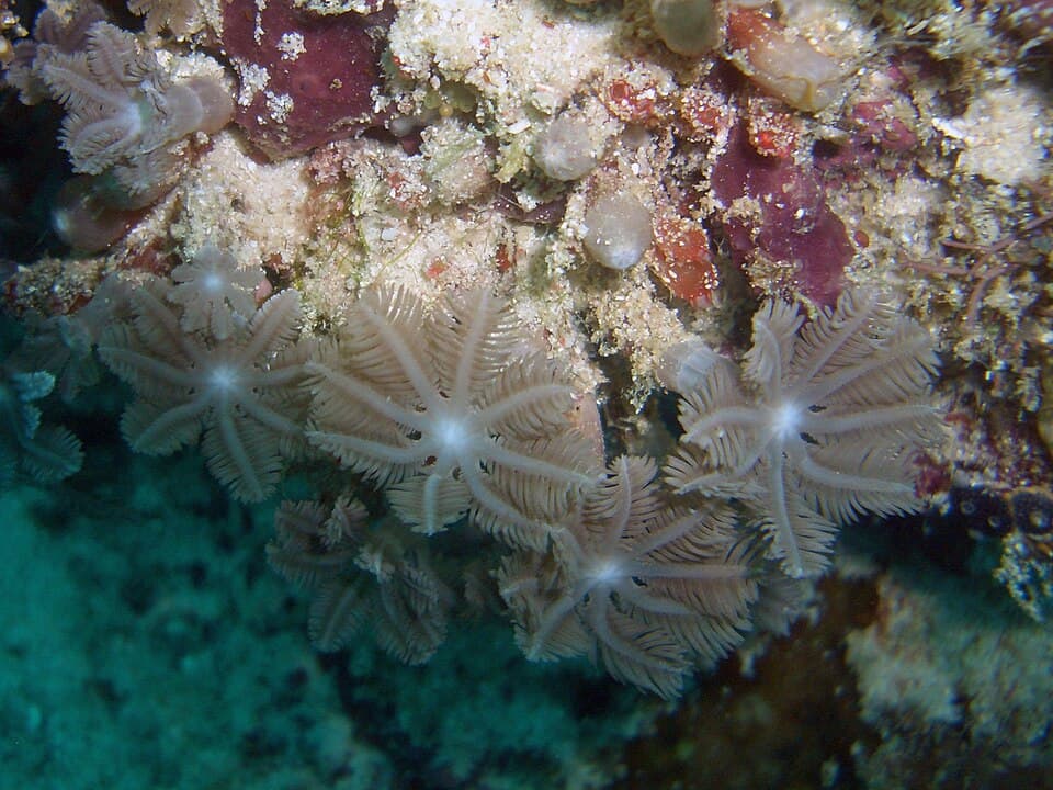 Clove Polyps