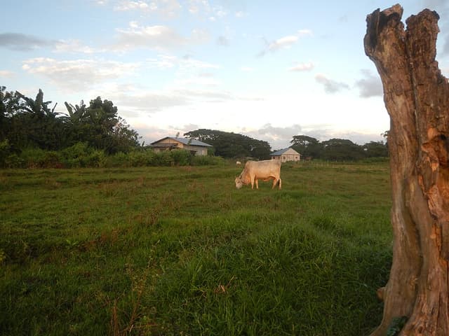 Colt Coral