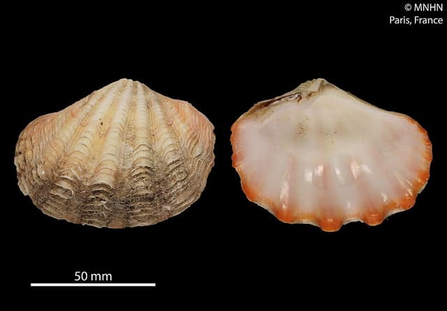 Crocea Clam
