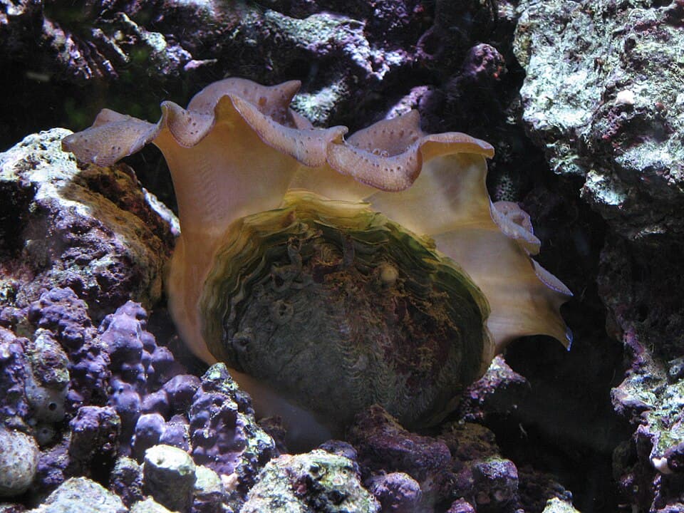 Crocea Clam