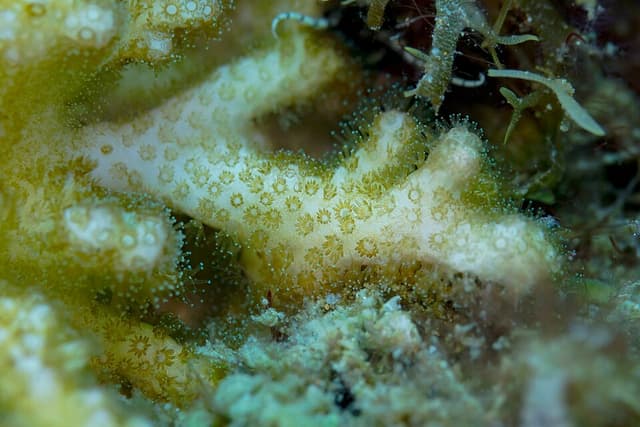 Digitata Montipora