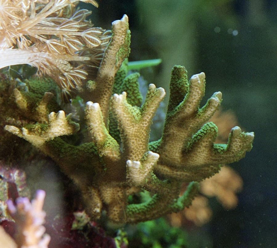 Digitata Montipora