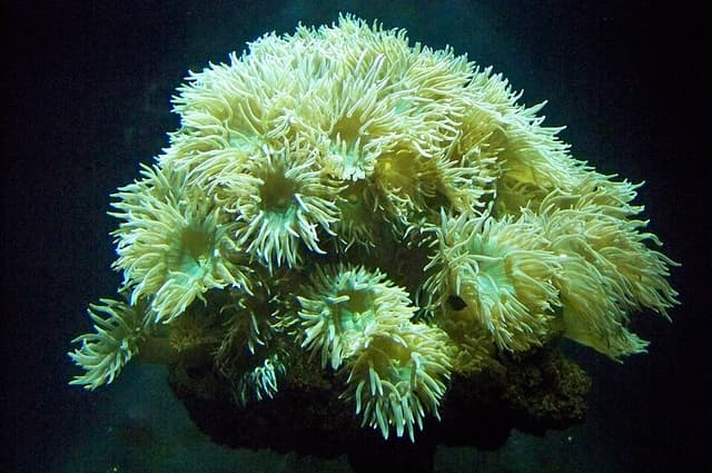 Duncan Coral