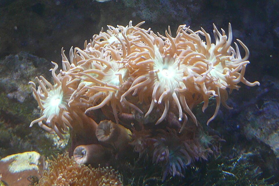 Duncan Coral