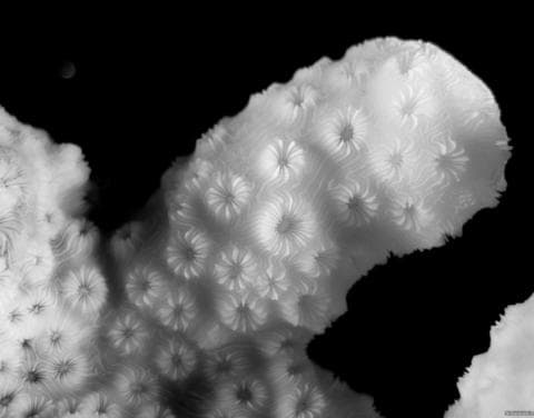 Encrusting Pavona