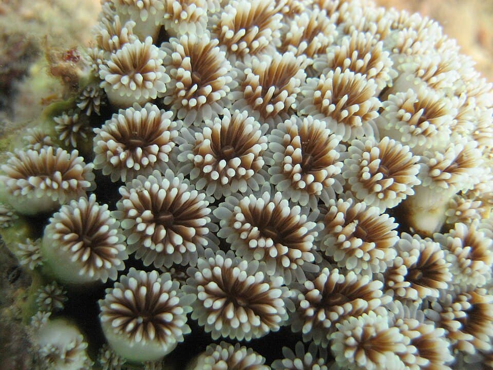 Goniopora