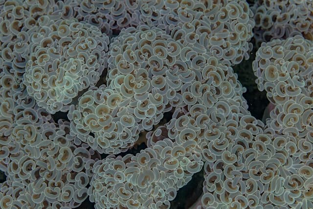 Hammer Coral