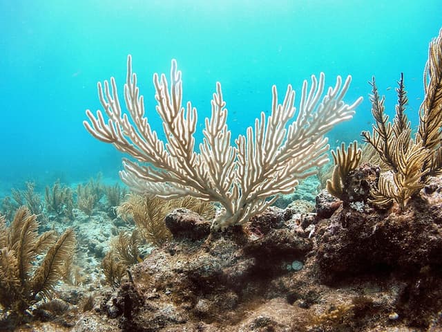 Knobby Sea Rod