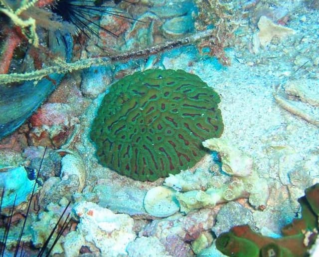 Lobophyllia