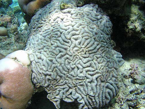 Lobophyllia