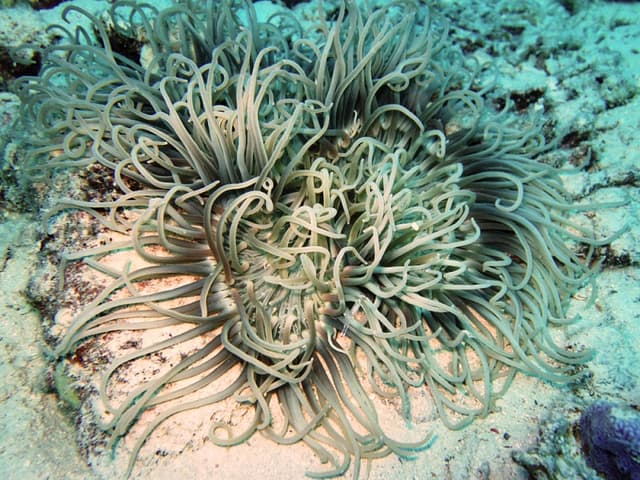 Long Tentacle Anemone
