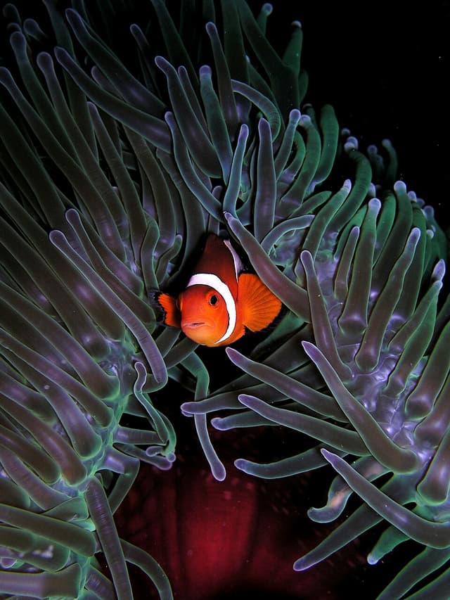 Magnificent Anemone