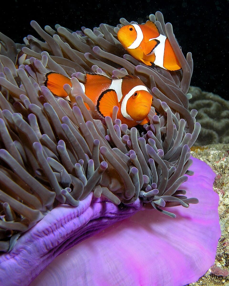 Magnificent Anemone