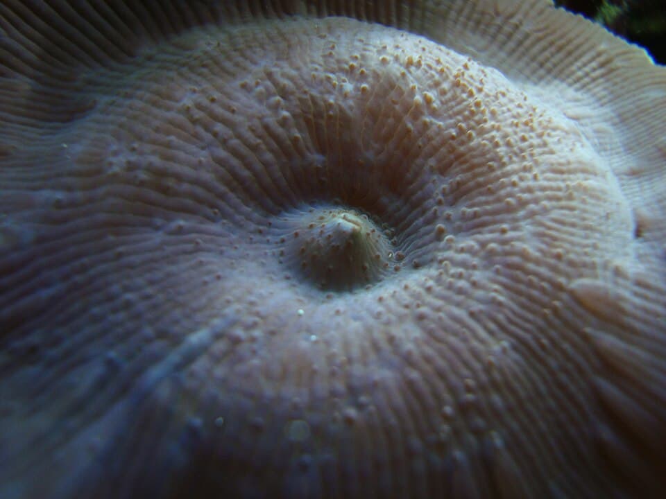 Discosoma Mushroom