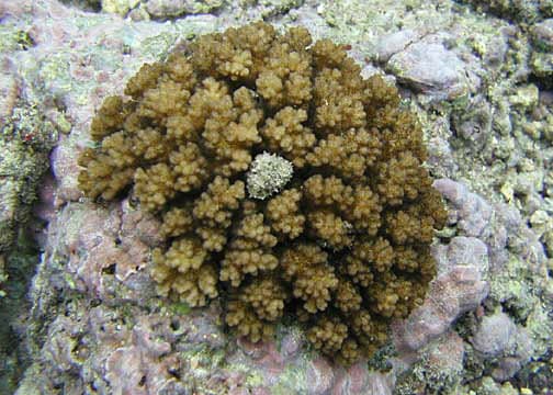 Pocillopora