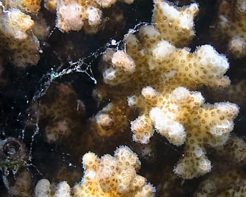 Pocillopora