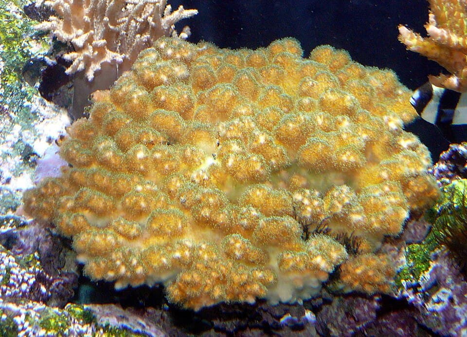 Pocillopora