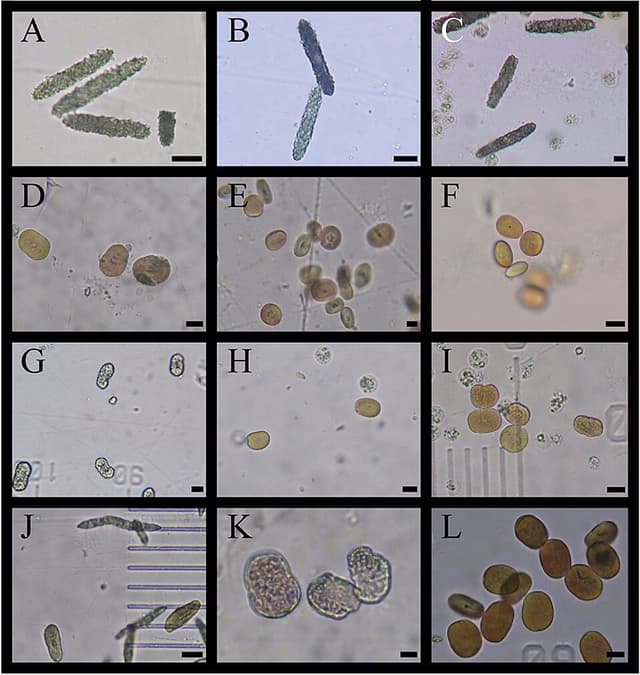 Pulsing Xenia