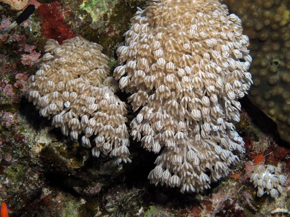 Pulsing Xenia