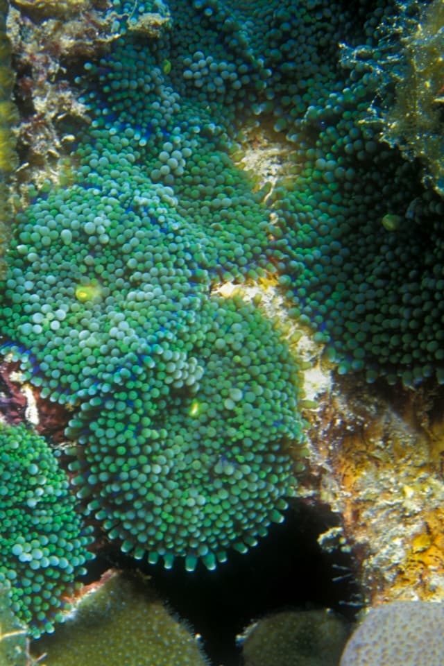 Ricordea Florida Mushroom