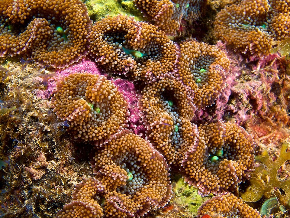 Ricordea Florida Mushroom