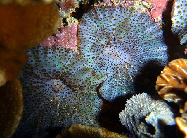 Ricordea Yuma Mushroom