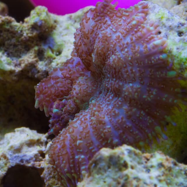 Ricordea Yuma Mushroom
