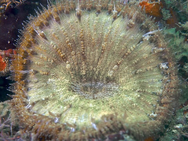 Rock Flower Anemone