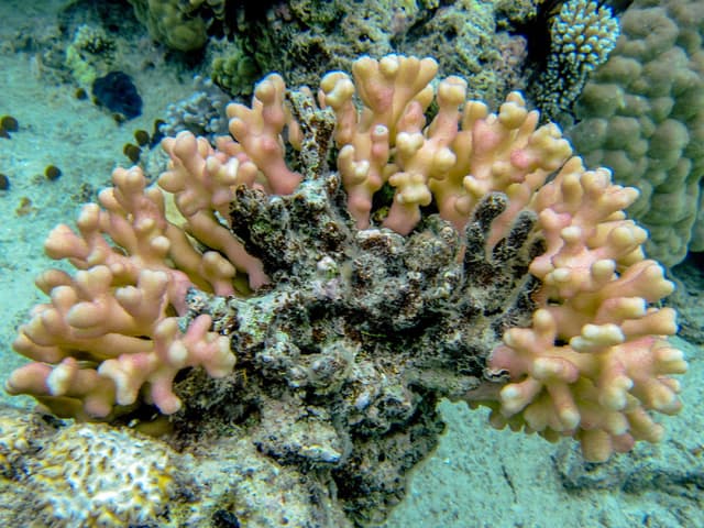 Stylophora