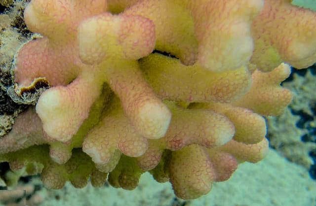 Stylophora