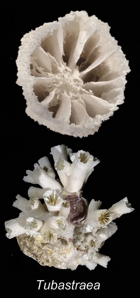 Sun Coral