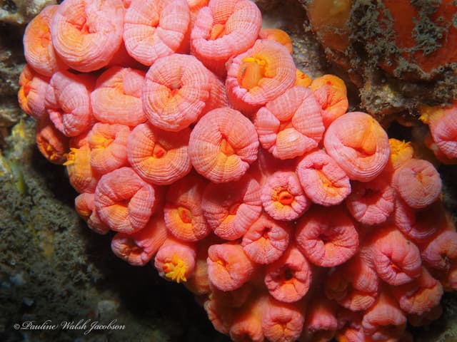 Sun Coral