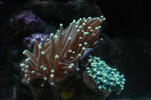 Torch Coral