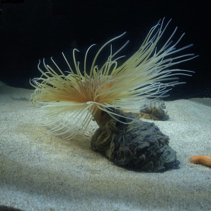 Tube Anemone