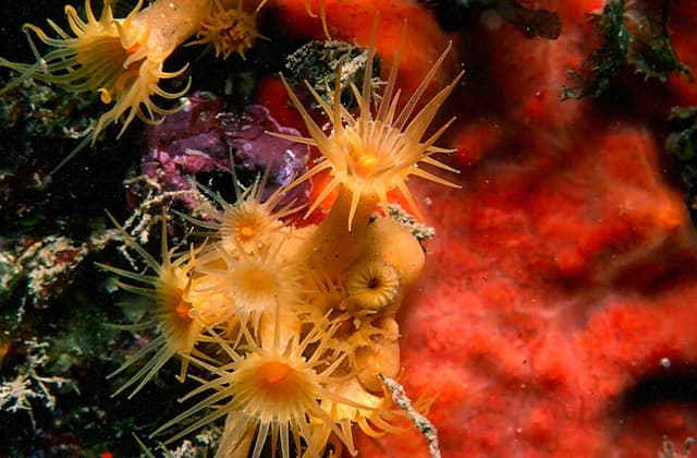 Yellow Tonga Polyps