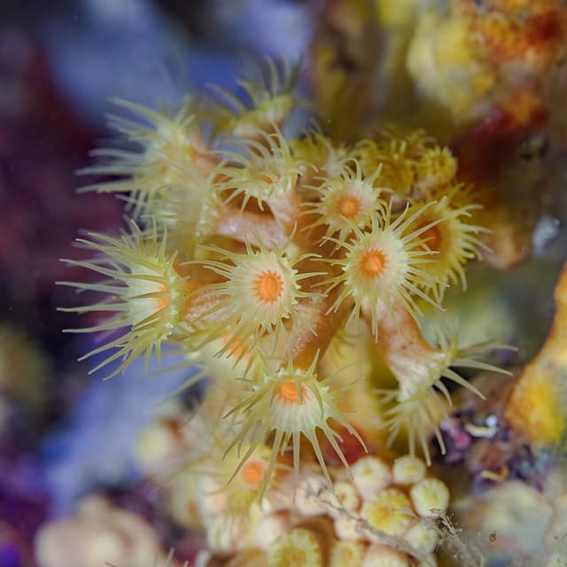 Yellow Tonga Polyps