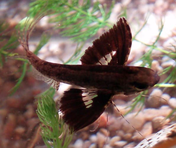 African Butterfly Fish