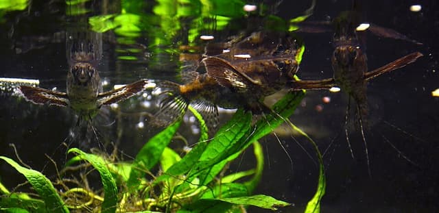 African Butterfly Fish
